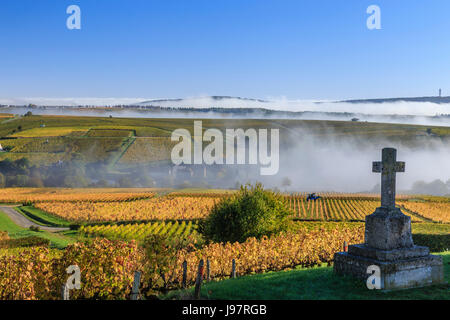 Frankreich, Cher, Sancerrois region, Bue und den Weinberg im Herbst (Sancerre AOC), Morgennebel Stockfoto