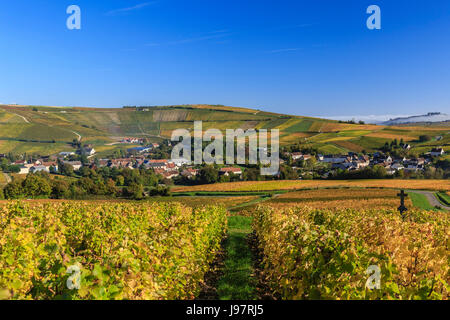 Frankreich, Cher, Sancerrois region, Bue und den Weinberg im Herbst (Sancerre AOC), Morgennebel Stockfoto