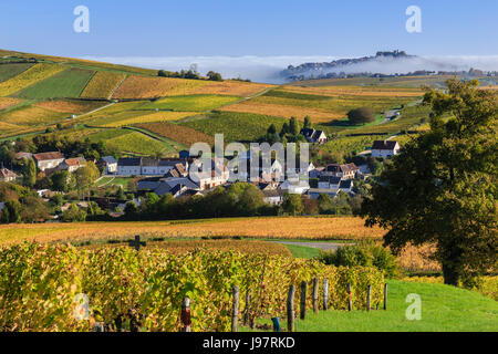 Frankreich, Cher, Sancerrois, Bue und den Weinberg im Herbst (Sancerre AOC), Morgennebel, Sancerre Hügel weit Stockfoto