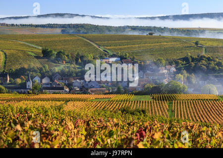 Frankreich, Cher, Sancerrois region, Bue und den Weinberg im Herbst (Sancerre AOC), Morgennebel Stockfoto