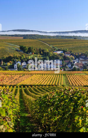 Frankreich, Cher, Sancerrois region, Bue und den Weinberg im Herbst (Sancerre AOC), Morgennebel Stockfoto