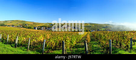 Frankreich, Cher, Sancerrois, Bue und den Weinberg (Sancerre AOC) im Herbst, Morgennebel Stockfoto