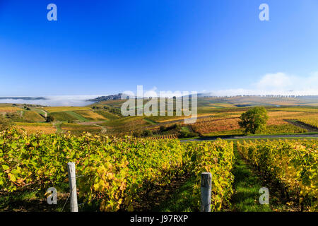 Frankreich, Loire, Sancerre, die kleine Stadt auf dem Hügel und den Weinberg (Sancerre AOC) im Herbst, Morgennebel Stockfoto