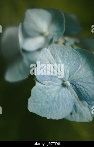 wunderschöne blaue Blüten Nahaufnahme mit Adern und andere Details vor einem verschwommenen Hintergrund grün zeigen. Stockfoto