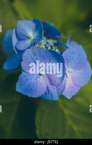 wunderschöne blaue Blüten Nahaufnahme mit Adern und andere Details vor einem verschwommenen Hintergrund grün zeigen. Stockfoto