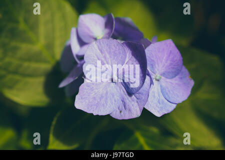 schöne lila Blumen hautnah mit Adern und andere Details vor einem verschwommenen Hintergrund grün zeigen. Stockfoto