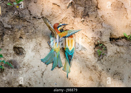 Ein paar bunte europäischen Bienenfresser (Merops Apiaster) Koros-Maros Nationalpark, Békés County, Ungarn, eine Landung auf einem Nest Loch in sandigen Bank Stockfoto