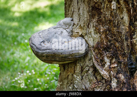 Essbaren Fruchtkörper Halterung Pilz Fistulina Hepatica (Beefsteak Pilz) wächst auf toten Baumstamm, Poitou-Charentes Region Südwest-Frankreich Stockfoto