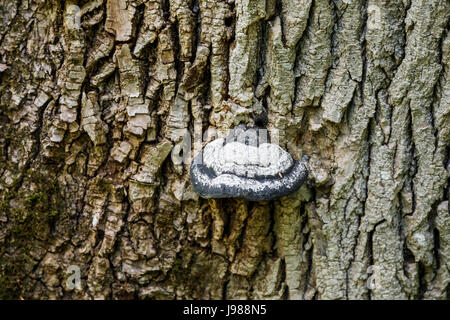 Essbaren Fruchtkörper Halterung Pilz Fistulina Hepatica (Beefsteak Pilz) wächst auf toten Baumstamm, Poitou-Charentes Region Südwest-Frankreich Stockfoto