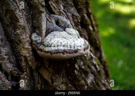 Essbaren Fruchtkörper Halterung Pilz Fistulina Hepatica (Beefsteak Pilz) wächst auf toten Baumstamm, Poitou-Charentes Region Südwest-Frankreich Stockfoto