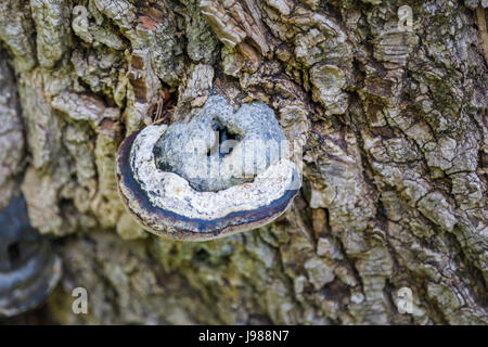 Essbaren Fruchtkörper Halterung Pilz Fistulina Hepatica (Beefsteak Pilz) wächst auf toten Baumstamm, Poitou-Charentes Region Südwest-Frankreich Stockfoto