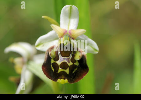 Weiße Form des späten Spider Orchid (Ophrys Fuciflora), die in der Regel blassrosa Stockfoto