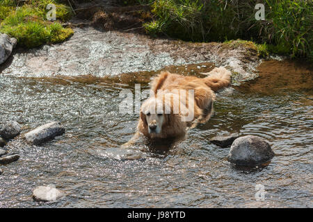 Hund Abkühlung im Fluss Stockfoto