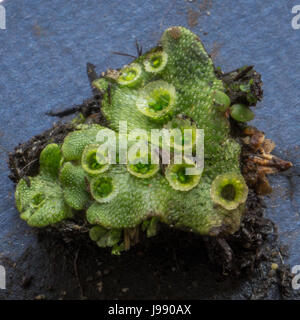 Eine neue Entdeckung der Regenschirm Lebermoos Marchantia Polymorpha, in der Nähe von Lost Lagoon im Stanley Park. Stockfoto