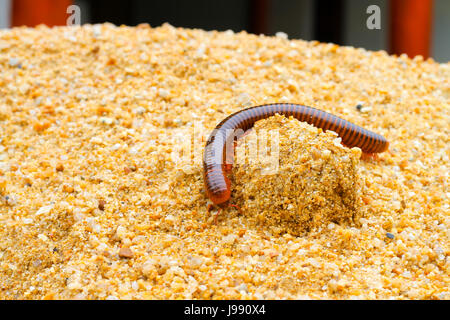 Tausendfüßler gehen auf sand Stockfoto