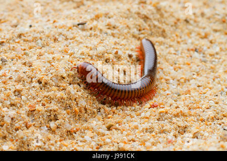 Tausendfüßler gehen auf sand Stockfoto