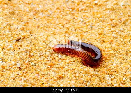 Tausendfüßler gehen auf sand Stockfoto