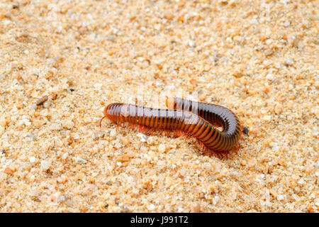 Tausendfüßler gehen auf sand Stockfoto