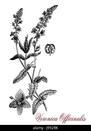 Veronica Officinalis, Vintage-Gravur. Mehrjährige krautige Pflanze mit weichem violetten Blüten und behaarte Blätter wird in der Kräutermedizin für seine entzündungshemmenden Eigenschaften verwendet. Stockfoto