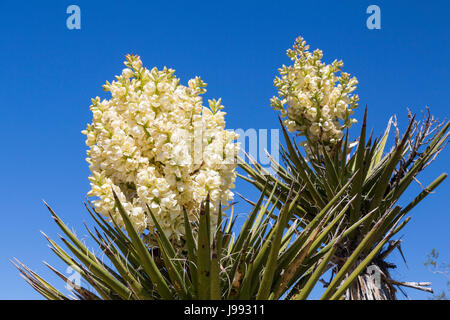 Große weiße Yucca blüht im Joshua Tree Nationalpark, Kalifornien, USA. Stockfoto