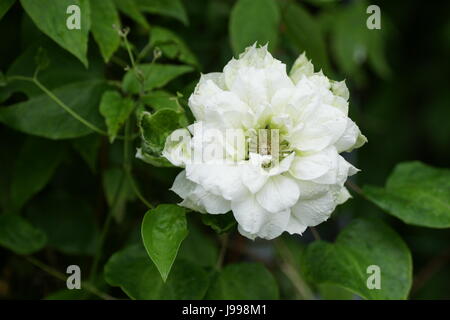 Clematis "Duchess of Edinburgh" Stockfoto