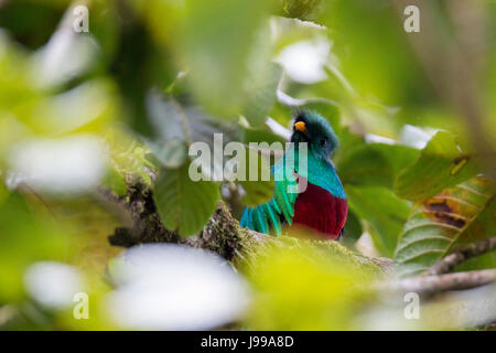 Glänzende Quetzal in eine Avocado Baum in Monteverde Costa Rica Mittelamerika Stockfoto