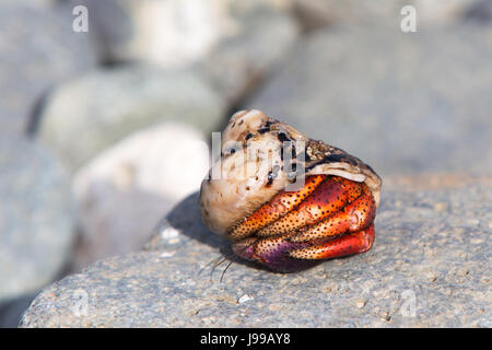 Eine Krabbe drinnen ist es Shell auf einem Felsen in st. John Virgin Islands Stockfoto