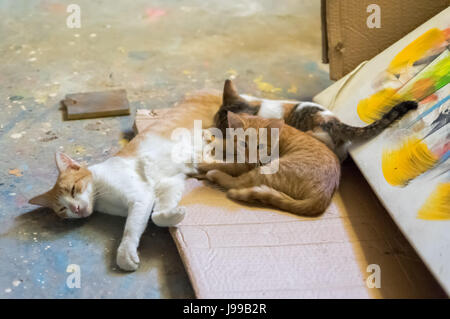 Faule Katzen ruht in ein Malatelier. Stockfoto