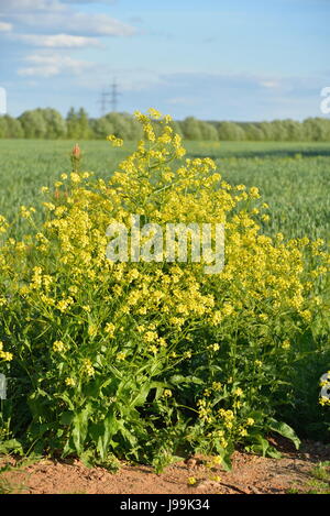 Bush gelbe Schaumkraut Sonnentag Stockfoto