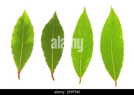 Lorbeerblätter Stockfoto