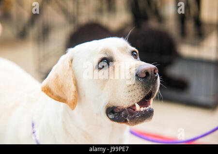 Porträt von reinrassigen golden retriever Stockfoto