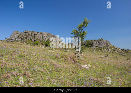 Greator Felsen auf Dartmoor in Devon, Großbritannien Stockfoto