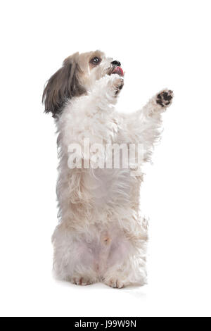 Haustier, Haustiere, Tier, Säugetier, klein, klein, wenig, kurz gesagt, Hund, Frühling, Prellen, Stockfoto