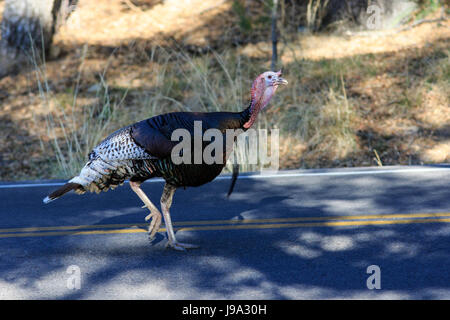 Wilder Truthahn (Meleagris Gallopavo) zu Fuß auf der Straße. Stockfoto