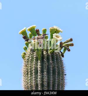 Kaktus-Zaunkönig (Campylorhynchus Brunneicapillus) auf Saguaro-Kaktus. (Carnegiea Gigantean) Stockfoto