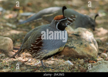 Die Gambels Wachteln (Art Gambelii) Stockfoto