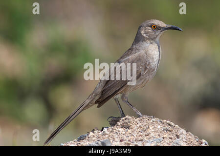 Kurve in Rechnung gestellt Thrasher (Toxostoma Curvirostre) Stockfoto