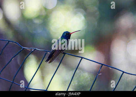 Männliche breiten-billed Hummingbird (Cynathus latirostris) auf einem Zaun thront. Stockfoto