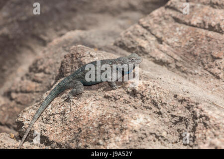 Clark's stachelige Echse (Sceloporus Clarkii) auf einem Felsen. Stockfoto