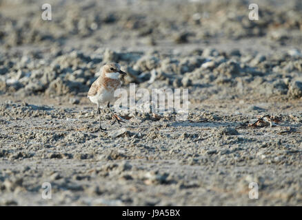 Caspian Regenpfeifer (Charadrius Asiaticus) am Ufer Stockfoto