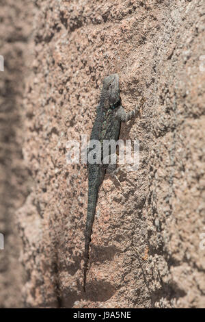 Clark's stachelige Echse (Sceloporus Clarkii) auf einem Felsen. Stockfoto