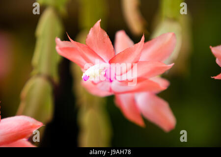 Asuncion, Paraguay. Juni 2017. Bewölkter Morgen in Asuncion, wenn rosa falsche Weihnachtskaktus (Schlumbergera truncata) nach nassen, regnerischen Tagen blühen, wird in Paraguays Hauptstadt gesehen. Anm.: Andre M. Chang/Alamy Live News Stockfoto