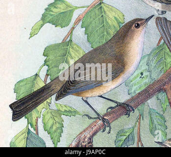 Phylloscopus Collybita Tristis 1889 Stockfoto