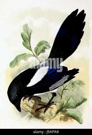 Pica Pica 1869 Stockfoto