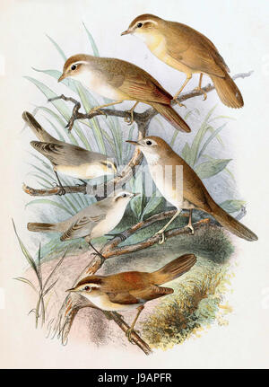 Phylloscopus Schwarzi & Phylloscopus Neglectus & Locustella Luteoventris & Acrocephalus Bistrigiceps 1889 Stockfoto