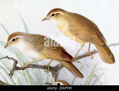 Phylloscopus Schwarzi 1889 Stockfoto