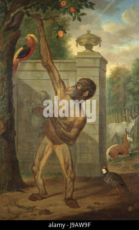 1777. Orang-Utan aus dem Zoo von Stadtholder William V einen Apfel pflücken Stockfoto