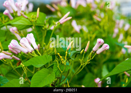 Morning Glory Blumen Prunkwinde Baum oder Ipomoea Carnea Jacq Stockfoto