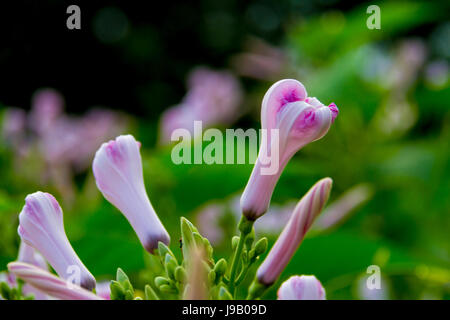 Morning Glory Blumen Prunkwinde Baum oder Ipomoea Carnea Jacq Stockfoto