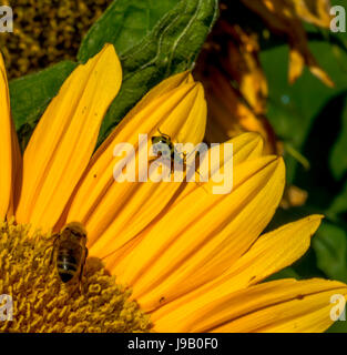 Nahaufnahme einer Honigbiene bestäuben eine Sonnenblume, zusammen mit einer gefleckten Gurke Käfer in einem Feld aus SR 203 nahe der Stadt Duvall, Washington.<br><br> Stockfoto